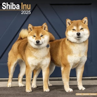 Cover image for 9781804603901 - Shiba Inu Calendar 2025 Square Dog Breed Wall Calendar - 16 Month