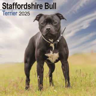 Cover image for 9781804603932 - Staffordshire Bull Terrier Calendar 2025 Square Dog Breed Wall Calendar - 16 Month