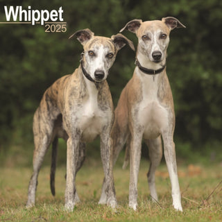 Cover image for 9781804603994 - Whippet Calendar 2025 Square Dog Breed Wall Calendar - 16 Month