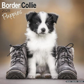Cover image for 9781804604021 - Border Collie Puppies Calendar 2025 Square Dog Puppy Breed Wall Calendar - 16 Month