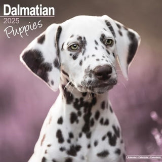 Cover image for 9781804604045 - Dalmatian Puppies Calendar 2025 Square Dog Puppy Breed Wall Calendar - 16 Month