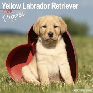 Cover image for 9781804604083 - Yellow Labrador Puppies Calendar 2025 Square Dog Puppy Breed Wall Calendar - 16 Month