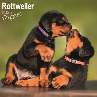 Cover image for 9781804604090 - Rottweiler Puppies Calendar 2025 Square Dog Puppy Breed Wall Calendar - 16 Month