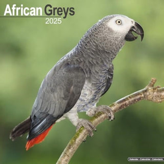 Cover image for 9781804604120 - African Greys Calendar 2025 Square Bird Wall Calendar - 16 Month