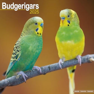 Cover image for 9781804604137 - Budgerigars Calendar 2025 Square Bird Wall Calendar - 16 Month
