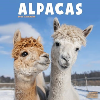 Cover image for 9781804604175 - Alpacas Calendar 2025 Square Animal Wall Calendar - 16 Month