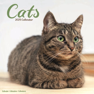 Cover image for 9781804604243 - Cats Calendar 2025 Square Cat Wall Calendar - 16 Month