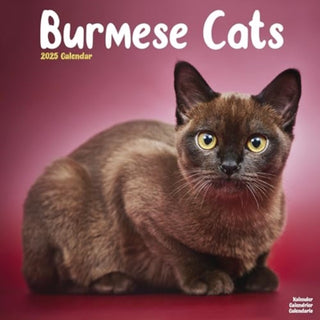 Cover image for 9781804604250 - Cats - Burmese Calendar 2025 Square Cat Wall Calendar - 16 Month