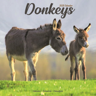 Cover image for 9781804604311 - Donkeys Calendar 2025 Square Animal Wall Calendar - 16 Month