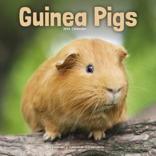 Cover image for 9781804604366 - Guinea Pigs Calendar 2025 Square Animal Wall Calendar - 16 Month