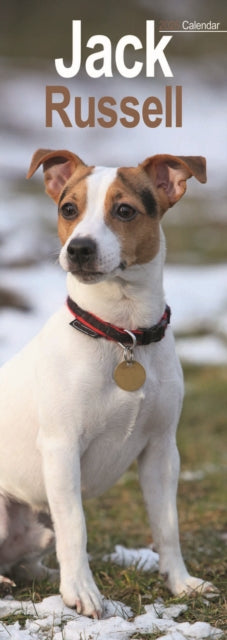 Cover image for 9781804605103 - Jack Russell Slim Calendar 2025 Dog Breed Slimline Calendar - 12 Month