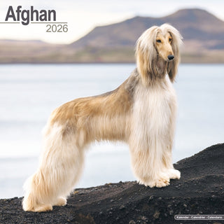 Cover image for 9781804606001 - Afghan Calendar 2026  Square Dog Breed Wall Calendar - 16 Month