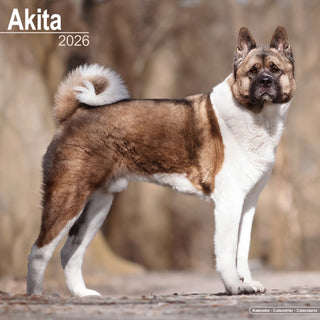 Cover image for 9781804606025 - Akita Calendar 2026  Square Dog Breed Wall Calendar - 16 Month