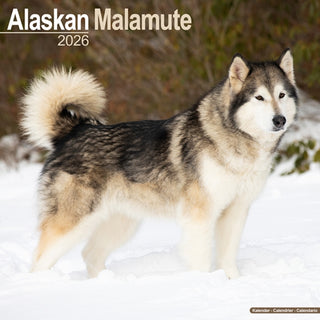 Cover image for 9781804606032 - Alaskan Malamute Calendar 2026  Square Dog Breed Wall Calendar - 16 Month