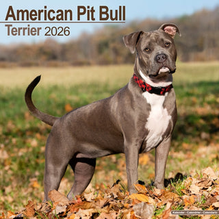 Cover image for 9781804606049 - American Pit Bull Terrier Calendar 2026  Square Dog Breed Wall Calendar - 16 Month