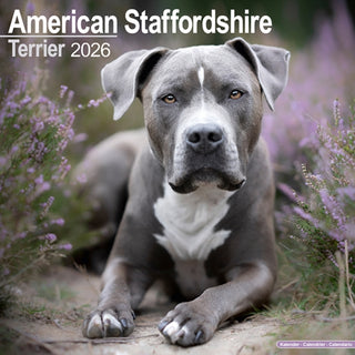 Cover image for 9781804606056 - American Staffordshire Terrier Calendar 2026  Square Dog Breed Wall Calendar - 16 Month