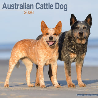 Cover image for 9781804606063 - Australian Cattle Dog Calendar 2026  Square Dog Breed Wall Calendar - 16 Month