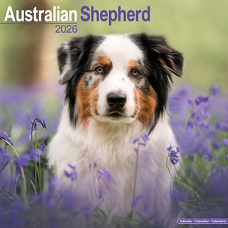 Cover image for 9781804606070 - Australian Shepherd Calendar 2026  Square Dog Breed Wall Calendar - 16 Month