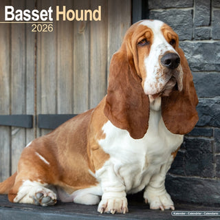 Cover image for 9781804606087 - Basset Hound Calendar 2026  Square Dog Breed Wall Calendar - 16 Month