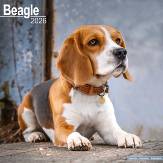Cover image for 9781804606094 - Beagle Calendar 2026  Square Dog Breed Wall Calendar - 16 Month