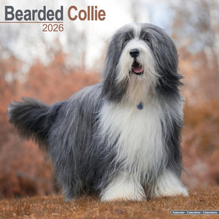 Cover image for 9781804606100 - Bearded Collie Calendar 2026  Square Dog Breed Wall Calendar - 16 Month