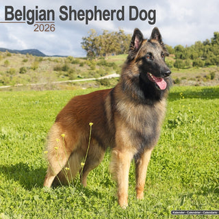 Cover image for 9781804606124 - Belgian Shepherd Dog Calendar 2026  Square Dog Breed Wall Calendar - 16 Month