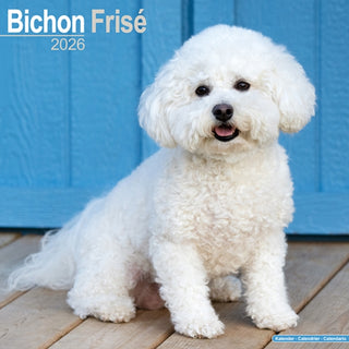Cover image for 9781804606148 - Bichon Frise Calendar 2026  Square Dog Breed Wall Calendar - 16 Month
