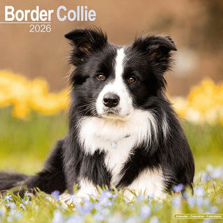 Supplemental image for 9781804606155 - Border Collie Calendar 2026  Square Dog Breed Wall Calendar - 16 Month