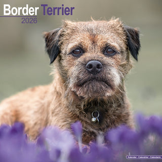 Cover image for 9781804606162 - Border Terrier Calendar 2026  Square Dog Breed Wall Calendar - 16 Month