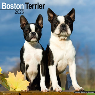 Cover image for 9781804606186 - Boston Terrier Calendar 2026  Square Dog Breed Wall Calendar - 16 Month