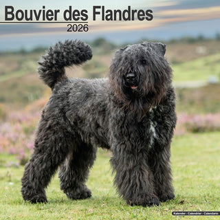 Cover image for 9781804606193 - Bouvier Des Flandres (Euro) Calendar 2026  Square Dog Breed Wall Calendar - 16 Month