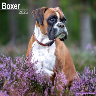Cover image for 9781804606209 - Boxer (Euro) Calendar 2026  Square Dog Breed Wall Calendar - 16 Month