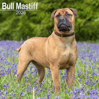 Cover image for 9781804606216 - Bull Mastiff Calendar 2026  Square Dog Breed Wall Calendar - 16 Month