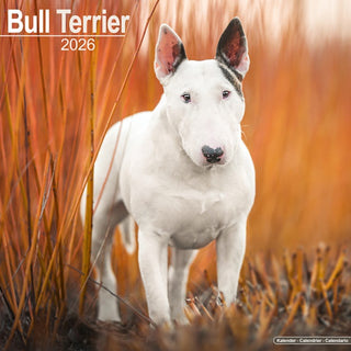 Cover image for 9781804606223 - Bull Terrier Calendar 2026  Square Dog Breed Wall Calendar - 16 Month