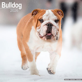 Cover image for 9781804606230 - Bulldog Calendar 2026  Square Dog Breed Wall Calendar - 16 Month