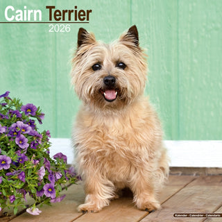 Cover image for 9781804606247 - Cairn Terrier Calendar 2026  Square Dog Breed Wall Calendar - 16 Month