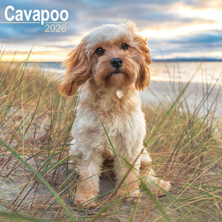 Cover image for 9781804606261 - Cavapoo Calendar 2026 Square Dog Breed Wall Calendar - 16 Month