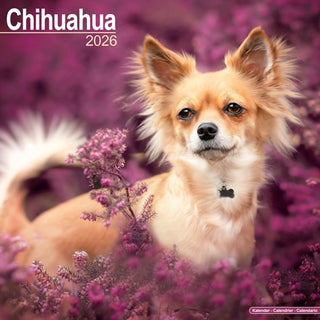 Cover image for 9781804606278 - Chihuahua Calendar 2026  Square Dog Breed Wall Calendar - 16 Month