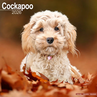 Cover image for 9781804606292 - Cockapoo Calendar 2026  Square Dog Breed Wall Calendar - 16 Month