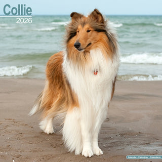 Cover image for 9781804606308 - Collie Calendar 2026  Square Dog Breed Wall Calendar - 16 Month