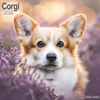 Cover image for 9781804606315 - Corgi Calendar 2026  Square Dog Breed Wall Calendar - 16 Month