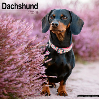 Cover image for 9781804606322 - Dachshund Calendar 2026  Square Dog Breed Wall Calendar - 16 Month