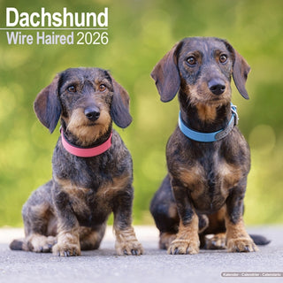 Cover image for 9781804606346 - Wirehaired Dachshund Calendar 2026  Square Dog Breed Wall Calendar - 16 Month
