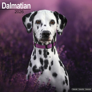 Cover image for 9781804606353 - Dalmatian Calendar 2026  Square Dog Breed Wall Calendar - 16 Month