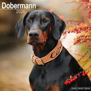 Cover image for 9781804606360 - Dobermann (Euro) Calendar 2026  Square Dog Breed Wall Calendar - 16 Month