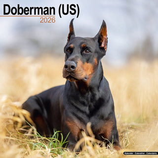 Cover image for 9781804606377 - Doberman (Us) Calendar 2026  Square Dog Breed Wall Calendar - 16 Month