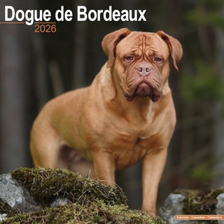 Cover image for 9781804606384 - Dogue De Bordeaux Calendar 2026  Square Dog Breed Wall Calendar - 16 Month