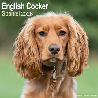 Cover image for 9781804606391 - English Cocker Spaniel Calendar 2026  Square Dog Breed Wall Calendar - 16 Month