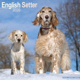 Cover image for 9781804606407 - English Setter Calendar 2026  Square Dog Breed Wall Calendar - 16 Month