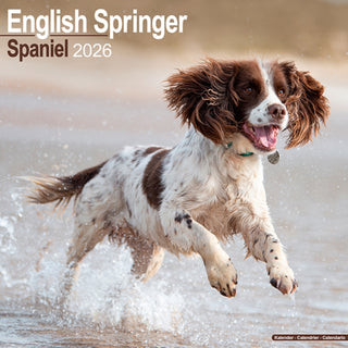 Cover image for 9781804606414 - English Springer Spaniel (Euro) Calendar 2026  Square Dog Breed Wall Calendar - 16 Month